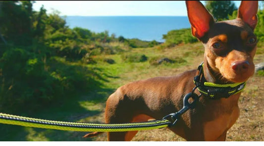 Trela macia para animais de estimação Truelove em arnês e coleira reflexiva de n