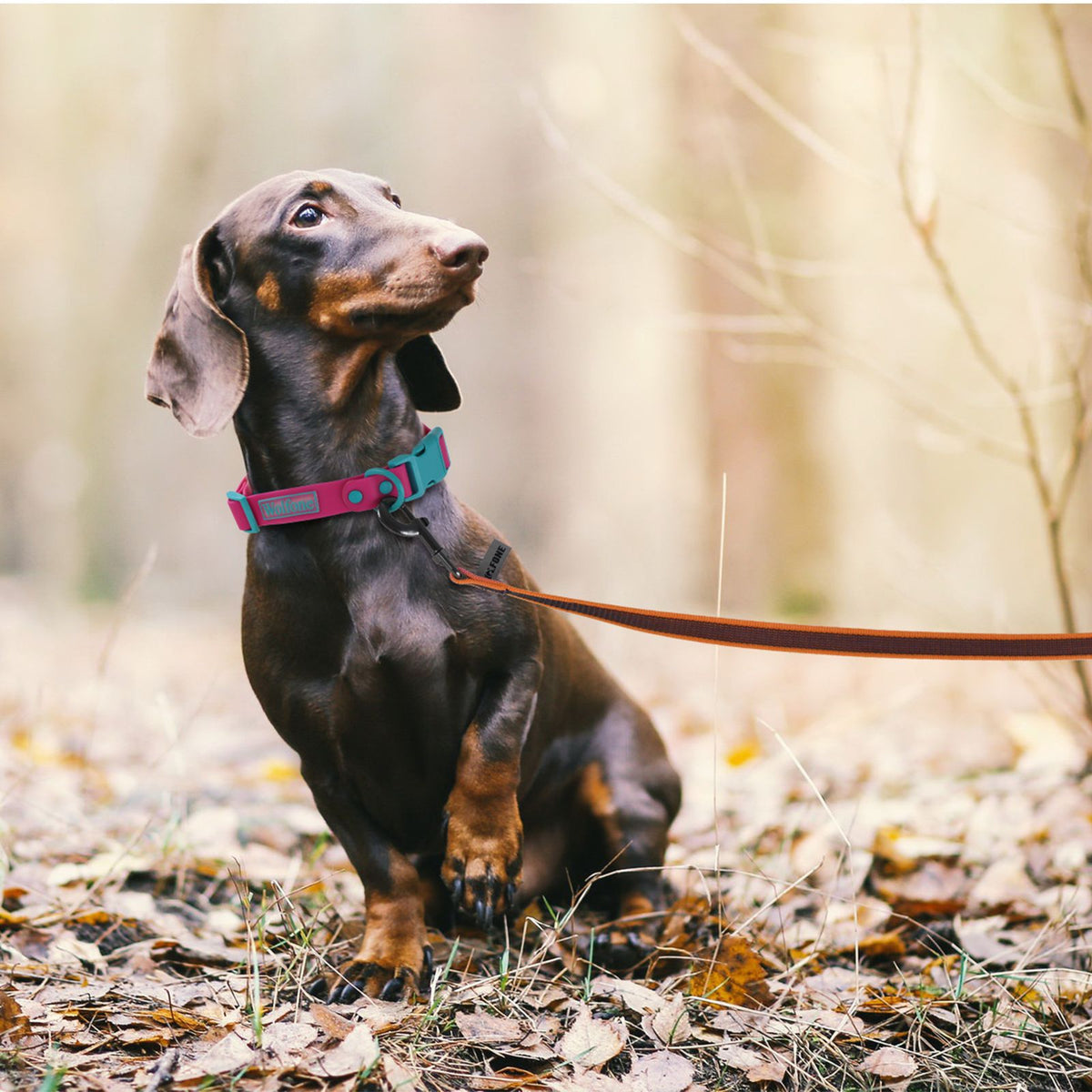 Coleira para Cães de 1.5M, 2M, 3M, 15M, 10M, 5 Metros, de Látex e Seda, Leve e C