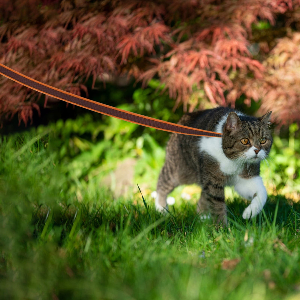 Coleira para Cães de 1.5M, 2M, 3M, 15M, 10M, 5 Metros, de Látex e Seda, Leve e C