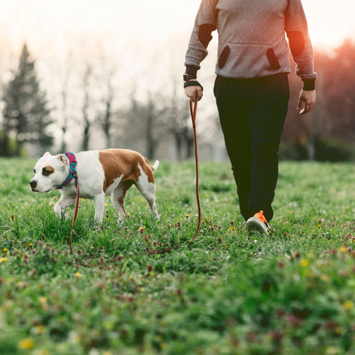 Coleira para Cães de 1.5M, 2M, 3M, 15M, 10M, 5 Metros, de Látex e Seda, Leve e C